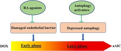 Molecular mechanisms of anthracycline induced cardiotoxicity: Zebrafish come into play